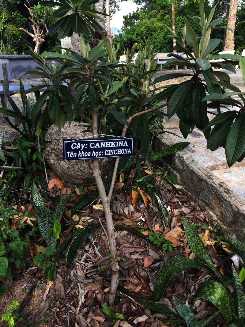 Cây quinquina (canhkina) - hiện đang trồng tại mộ bác sĩ Yersin.